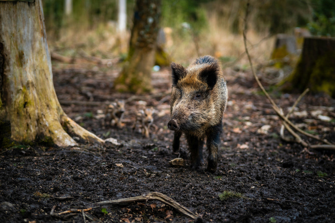  Photo by Patrick Pahlke on Unsplash, a boar walking in the woods. 